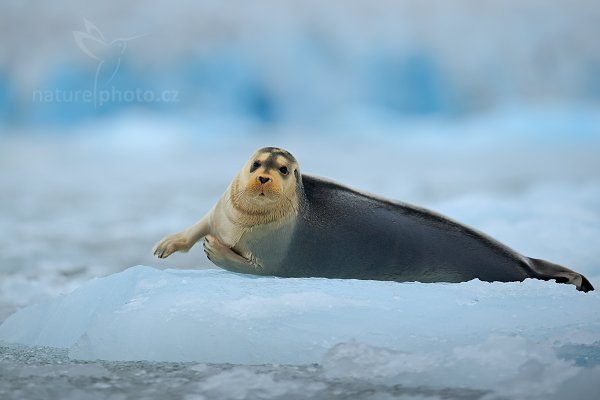 Tuleň vousatý (Erignathus barbatus), Tuleň vousatý (Erignathus barbatus) Bearded Seal, Autor: Ondřej Prosický | NaturePhoto.cz, Model: Canon EOS-1D X, Objektiv: EF400mm f/2.8L IS II USM, Ohnisková vzdálenost (EQ35mm): 400 mm, fotografováno z ruky, Clona: 4.0, Doba expozice: 1/500 s, ISO: 400, Kompenzace expozice: +1, Blesk: Ne, 24. července 2013 1:22:37, Kongsbreen, Špicberky (Norsko)