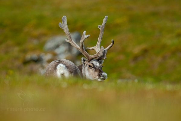 Sob polární  (Rangifer tarandus), Sob polární  (Rangifer tarandus) Svalbard Reindeer, Autor: Ondřej Prosický | NaturePhoto.cz, Model: Canon EOS-1D X, Objektiv: EF400mm f/2.8L IS II USM, Ohnisková vzdálenost (EQ35mm): 400 mm, fotografováno z ruky, Clona: 4.0, Doba expozice: 1/1000 s, ISO: 200, Kompenzace expozice: +2/3, Blesk: Ne, 24. července 2013 15:53:47, Protektorfjellet, Špicberky (Norsko)