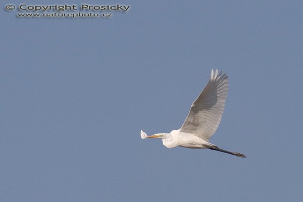 Volavka bílá (Egretta alba), Autor: Ondřej Prosický, Model aparátu: Canon EOS 20D, Objektiv: Canon EF 400mm f/5.6 L USM + TC Kenko SQH 1.5x, Manfrotto 190B + 141RC, Ohnisková vzdálenost: 400.00 mm, Režim měření expozice: Vzorek, Clona: 7.10, Doba expozice: 1/1000 s, ISO: 400, Vyvážení expozice: 0.67, Blesk: Ne, Vytvořeno: 10. října 2005 15:22:42, mezi obcemi Kujavy a Pustějov (ČR) 