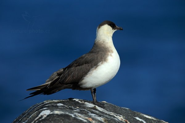 Chaluha příživná (Stercorarius parasiticus), Chaluha příživná (Stercorarius parasiticus) Artic Skua, Autor: Ondřej Prosický | NaturePhoto.cz, Model: Canon EOS-1D X, Objektiv: EF400mm f/2.8L IS II USM +2x III, Ohnisková vzdálenost (EQ35mm): 800 mm, fotografováno z ruky, Clona: 7.1, Doba expozice: 1/3200 s, ISO: 400, Kompenzace expozice: -1/3, Blesk: Ne, 17. července 2013 9:56:21, Sjuøyane, Špicberky (Norsko)