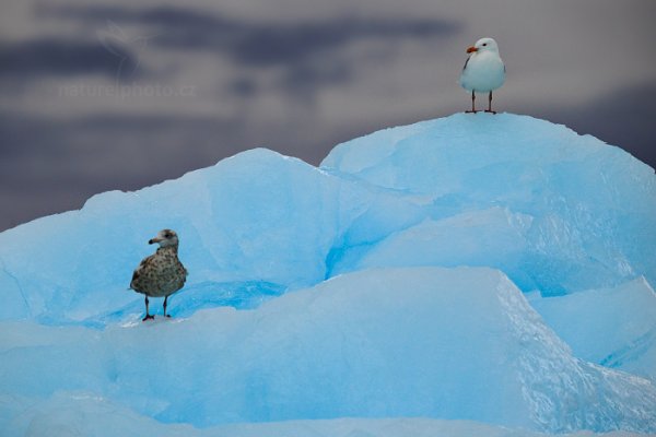 Racek šedý (Larus hyperboreus), Racek šedý (Larus hyperboreus) Glaucous Gull, Autor: Ondřej Prosický | NaturePhoto.cz, Model: Canon EOS-1D X, Objektiv: EF400mm f/2.8L IS II USM, Ohnisková vzdálenost (EQ35mm): 400 mm, fotografováno z ruky, Clona: 5.6, Doba expozice: 1/1000 s, ISO: 640, Kompenzace expozice: +1/3, Blesk: Ne, 23. července 2013 0:09:43, Monacobreen, Špicberky (Norsko)