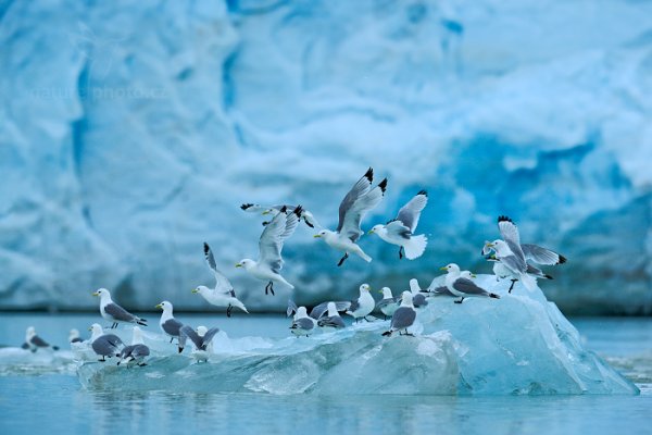 Racek tříprstý (Rissa tridactyla), Racek tříprstý (Rissa tridactyla) Black-legged Kittiwake, Autor: Ondřej Prosický | NaturePhoto.cz, Model: Canon EOS-1D X, Objektiv: EF400mm f/2.8L IS II USM, Ohnisková vzdálenost (EQ35mm): 400 mm, fotografováno z ruky, Clona: 7.1, Doba expozice: 1/1250 s, ISO: 400, Kompenzace expozice: +2/3, Blesk: Ne, 15. července 2013 10:50:46, Kroossfjorden, Špicberky (Norsko)