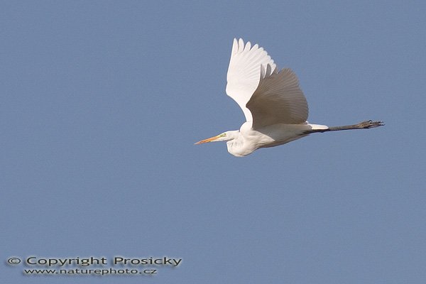 Volavka bílá (Egretta alba), Autor: Ondřej Prosický, Model aparátu: Canon EOS 20D, Objektiv: Canon EF 400mm f/5.6 L USM + TC Kenko SQH 1.5x, fotografováno z ruky, Ohnisková vzdálenost: 400.00 mm, Režim měření expozice: Vzorek, Clona: 7.10, Doba expozice: 1/1000 s, ISO: 400, Vyvážení expozice: -0.67, Blesk: Ne, Vytvořeno: 10. října 2005 15:22:44, mezi obcemi Kujavy a Pustějov (ČR)