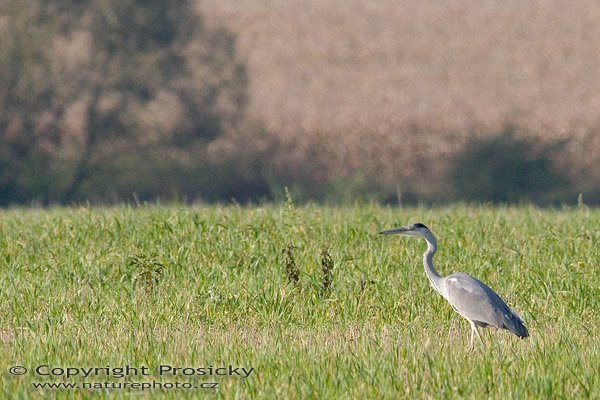 Volavka popelavá (Ardea cinerea), Autor: Ondřej Prosický, Model aparátu: Canon EOS 20D, Objektiv: Canon EF 400mm f/5.6 L USM + TC Kenko SQH 1.5x, Manfrotto 190B + 141RC, Ohnisková vzdálenost: 400.00 mm, Režim měření expozice: Vzorek, Clona: 7.10, Doba expozice: 1/500 s, ISO: 400, Vyvážení expozice: 0.00, Blesk: Ne, Vytvořeno: 10. října 2005 15:29:58, mezi obcemi Kujavy a Pustějov (ČR)