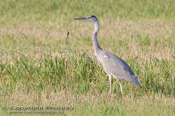 Volavka popelavá (Ardea cinerea), Autor: Ondřej Prosický, Model aparátu: Canon EOS 20D, Objektiv: Canon EF 400mm f/5.6 L USM + TC Kenko SQH 1.5x, Manfrotto 190B + 141RC, Ohnisková vzdálenost: 400.00 mm, Režim měření expozice: Vzorek, Clona: 7.10, Doba expozice: 1/80 s, ISO: 100, Vyvážení expozice: 1.00, Blesk: Ne, Vytvořeno: 10. října 2005 15:32:30, mezi obcemi Kujavy a Pustějov (ČR)