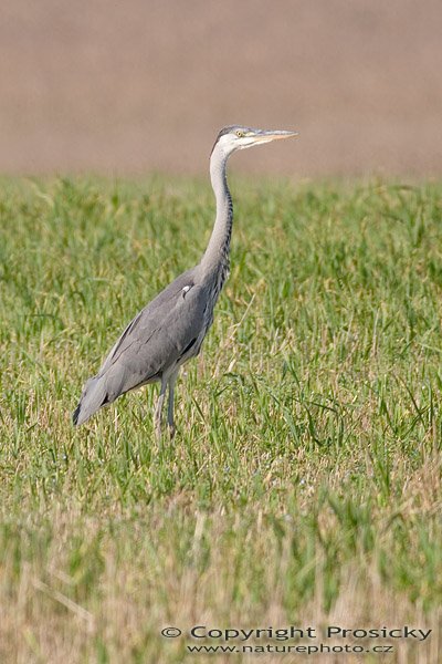 Volavka popelavá (Ardea cinerea), Autor: Ondřej Prosický, Model aparátu: Canon EOS 20D, Objektiv: Canon EF 400mm f/5.6 L USM + TC Kenko SQH 1.5x, stativ Manfrotto 190B + 141RC, Ohnisková vzdálenost: 400.00 mm, Režim měření expozice: Vzorek, Clona: 5.60, Doba expozice: 1/200 s, ISO: 100, Vyvážení expozice: 0.33, Blesk: Ne, Vytvořeno: 10. října 2005 15:33:36, mezi obcemi Kujavy a Pustějov (ČR) 