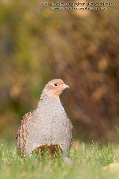 Koroptev polní (Perdix perdix), Autor: Ondřej Prosický, Model aparátu: Canon EOS 20D, Objektiv: Canon EF 400mm f/5.6 L USM, fotografováno z ruky (nebyl čas), Ohnisková vzdálenost: 400.00 mm, Režim měření expozice: Průměr, Clona: 5.60, Doba expozice: 1/400 s, ISO: 200, Vyvážení expozice: -0.33, Blesk: Ne, Vytvořeno: 27. října 2005 15:32:59, Praha - Dolní Počernice (ČR)