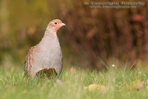 Koroptev polní (Perdix perdix), Autor: Ondřej Prosický, Model aparátu: Canon EOS 20D, Objektiv: Canon EF 400mm f/5.6 L USM, fotografováno z ruky (nebyl čas), Ohnisková vzdálenost: 400.00 mm, Režim měření expozice: Průměr, Clona: 5.60, Doba expozice: 1/1000 s, ISO: 400, Vyvážení expozice: -0.33, Blesk: Ne, Vytvořeno: 27. října 2005 15:31:32, Praha - Dolní Počernice (ČR) 