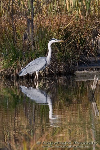 Volavka popelavá (Ardea cinerea), Autor: Ondřej Prosický, Model aparátu: Canon EOS 20D, Objektiv: Canon EF 400mm f/5.6 L USM + TC Kenko SQH 1.5x, Manfrotto 190B + 141RC, Ohnisková vzdálenost: 400.00 mm, Režim měření expozice: Průměr, Clona: 10.00, Doba expozice: 1/100 s, ISO: 400, Vyvážení expozice: -1.00, Blesk: Ne, Vytvořeno: 27. října 2005 15:09:43, Praha - Dolní Počérnice (ČR)