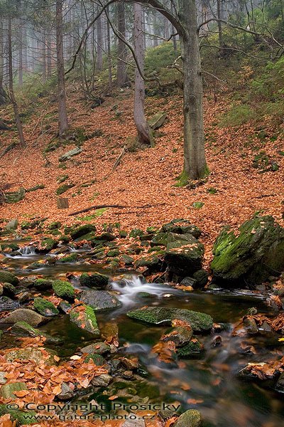 Černohorský potok IV. (Krkonoše), Autor: Ondřej Prosický, Model aparátu: Canon EOS 20D, Objektiv: Canon EF 17-40mm f/4 L USM, stativ Manfrotto 190B + 141RC, Ohnisková vzdálenost: 17.00 mm, Režim měření expozice: Parciální, Clona: 16.00, Doba expozice: 2.5 s, ISO: 100, Vyvážení expozice: -0.33, Blesk: Ne, Vytvořeno: 5. listopadu 2005 13:39:19, Černohorský potok, Krkonoše (ČR)