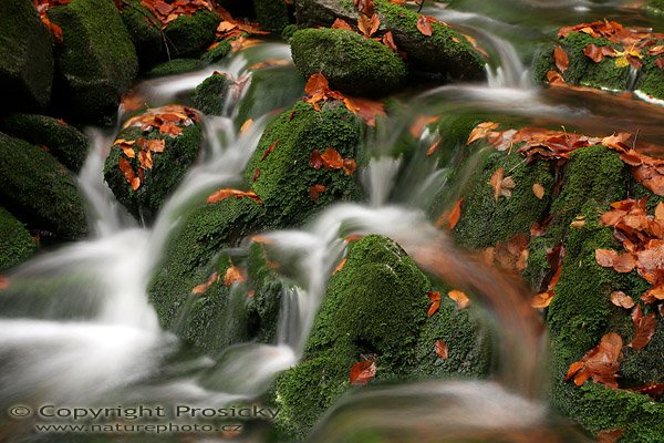 Černohorský potok VI. (Krkonoše), Autor: Ondřej Prosický, Model aparátu: Canon EOS 20D, Objektiv: Canon EF 17-40mm f/4 L USM, stativ Manfrotto 190B + 141RC, Ohnisková vzdálenost: 40.00 mm, Režim měření expozice: Vzorek, Clona: 8.00, Doba expozice: 2.5 s, ISO: 100, Vyvážení expozice: -0.33, Blesk: Ne, Vytvořeno: 5. listopadu 2005 14:57:15, Černohorský potok, Krkonoše (ČR)