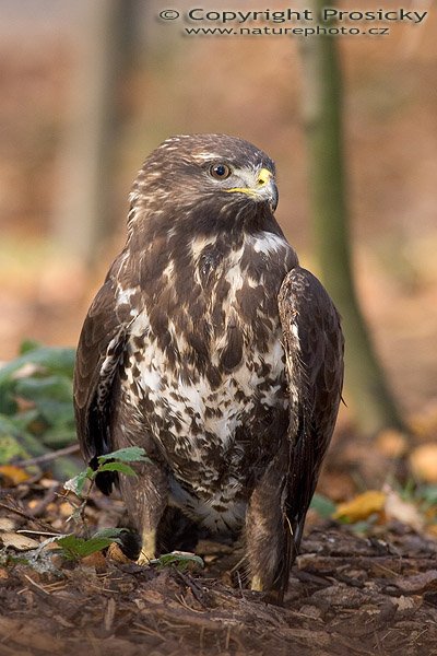 Káně lesní (Buteo Buteo), Autor: Ondřej Prosický, Model aparátu: Canon EOS 20D, Objektiv: Canon EF 400mm f/5.6 L USM, stativ Gitzo G1227 + G1377M, Ohnisková vzdálenost: 400.00 mm, Režim měření expozice: Vzorek, Clona: 6.30, Doba expozice: 1/100 s, ISO: 400, Vyvážení expozice: 0.00, Blesk: Ano, Vytvořeno: 18. listopadu 2005 10:28:24, stanice raněných dravců Svatý Kopeček u Olomouce (ČR)