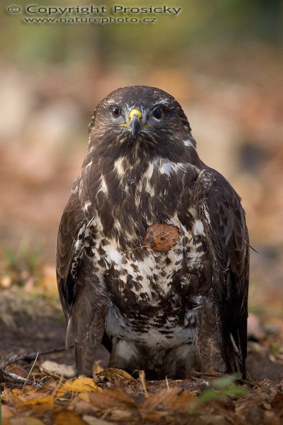 Káně lesní (Buteo Buteo), Káně lesní (Buteo Buteo), Common Buzzard, Autor: Ondřej Prosický, Model aparátu: Canon EOS 20D, Objektiv: Canon EF 400mm f/5.6 L USM, stativ Gitzo G1227 + G1377M, Ohnisková vzdálenost: 400.00 mm, Režim měření expozice: Vzorek, Clona: 5.60, Doba expozice: 1/125 s, ISO: 400, Vyvážení expozice: 0.00, Blesk: Ano, Vytvořeno: 18. listopadu 2005 10:32:04, stanice raněných dravců Svatý Kopeček u Olomouce (ČR)