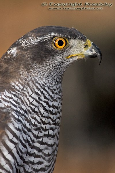 Jestřáb lesní (Accipiter gentilis), Jestřáb lesní (Accipiter gentilis), Goshawk, Autor: Ondřej Prosický, Model aparátu: Canon EOS 20D, Objektiv: Canon EF 400mm f/5.6 L USM, stativ Gitzo G1227 + G1377M, Ohnisková vzdálenost: 400.00 mm, Režim měření expozice: Vzorek, Clona: 5.60, Doba expozice: 1/125 s, ISO: 400, Vyvážení expozice: 0.00, Blesk: Ano, Vytvořeno: 18. listopadu 2005 10:33:05, stanice raněných dravců Svatý Kopeček u Olomouce (ČR)