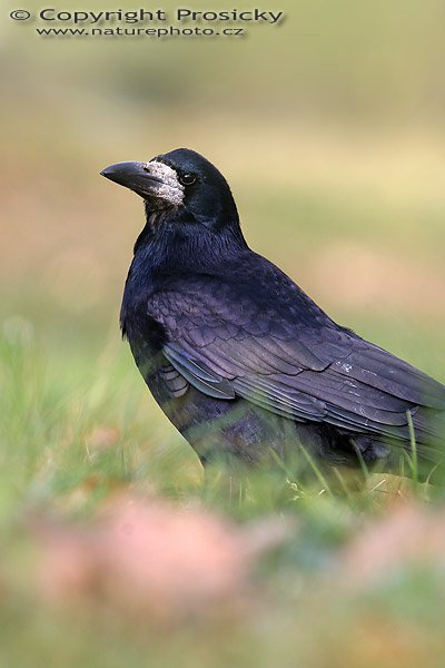 Havran polní (Corvus frugilegus), Autor: Ondřej Prosický, Model aparátu: Canon EOS 20D, Objektiv: Canon EF 400mm f/5.6 L USM, stativ Gitzo G1227 + kulová hlava G1377M, Ohnisková vzdálenost: 400.00 mm, Režim měření expozice: Vzorek, Clona: 7.10, Doba expozice: 1/200 s, ISO: 400, Vyvážení expozice: 0.00, Blesk: Ne, Vytvořeno: 26. listopadu 2005 11:53:38, Praha 10 - Strašnice (ČR)