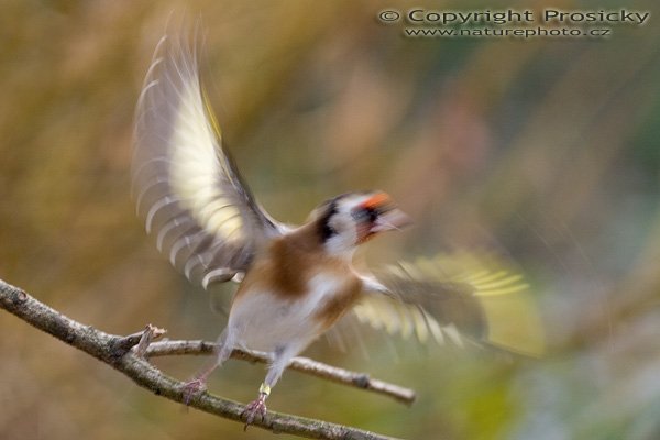 Stehlík obecný (Carduelis carduelis), Autor: Ondřej Prosický, Model aparátu: Canon EOS 20D, Objektiv: Canon EF 400mm f/5.6 L USM, stativ Gitzo G1227 + kulová hlava G1377M, Ohnisková vzdálenost: 400.00 mm, Režim měření expozice: Vzorek, Clona: 5.60, Doba expozice: 1/160 s, ISO: 200, Vyvážení expozice: 0.00, Blesk: Ano (Sigma EF-500 DG Super, -2/3 EV), Vytvořeno: 26. listopadu 2005 13:20:49, Praha - Troja (ČR)