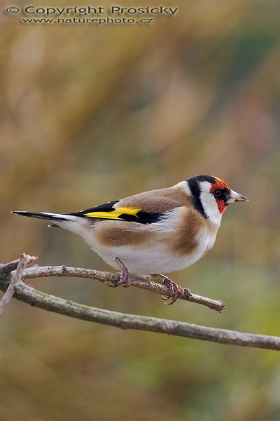 Stehlík obecný (Carduelis carduelis), Autor: Ondřej Prosický, Model aparátu: Canon EOS 20D, Objektiv: Canon EF 400mm f/5.6 L USM, stativ Gitzo G1227 + kulová hlava G1377M, Ohnisková vzdálenost: 400.00 mm, Režim měření expozice: Vzorek, Clona: 5.60, Doba expozice: 1/160 s, ISO: 200, Vyvážení expozice: 0.00, Blesk: Ano (Sigma EF-500 DG Super, -2/3 EV, Vytvořeno: 26. listopadu 2005 13:24:26, Praha - Troja (ČR)