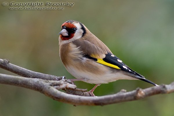 Stehlík obecný (Carduelis carduelis), Autor: Ondřej Prosický, Model aparátu: Canon EOS 20D, Objektiv: Canon EF 400mm f/5.6 L USM, stativ Gitzo G1227 + kulová hlava G1377M, Ohnisková vzdálenost: 400.00 mm, Režim měření expozice: Vzorek, Clona: 5.60, Doba expozice: 1/160 s, ISO: 200, Vyvážení expozice: 0.00, Blesk: Ano (Sigma EF-500 DG Super, -2/3 EV), Vytvořeno: 26. listopadu 2005 13:39:33, Praha - Troja (ČR)