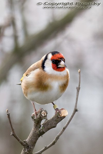 Stehlík obecný (Carduelis carduelis), Autor: Ondřej Prosický, Model aparátu: Canon EOS 20D, Objektiv: Canon EF 400mm f/5.6 L USM, stativ Gitzo G1227 + kulová hlava G1377M, Ohnisková vzdálenost: 400.00 mm, Režim měření expozice: Vzorek, Clona: 5.60, Doba expozice: 1/160 s, ISO: 200, Vyvážení expozice: 0.00, Blesk: Ano (Sigma EF-500 DG Super, -2/3 EV), Vytvořeno: 26. listopadu 2005 13:44:31, Praha - Troja (ČR)