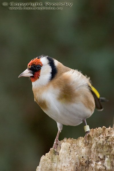 Stehlík obecný (Carduelis carduelis), Autor: Ondřej Prosický, Model aparátu: Canon EOS 20D, Objektiv: Canon EF 400mm f/5.6 L USM, stativ Gitzo G1227 + kulová hlava G1377M, Ohnisková vzdálenost: 400.00 mm, Režim měření expozice: Vzorek, Clona: 5.60, Doba expozice: 1/160 s, ISO: 200, Vyvážení expozice: 0.00, Blesk: Ano (Sigma EF-500 DG Super, -2/3 EV), Vytvořeno: 26. listopadu 2005 13:44:38, Praha - Troja (ČR)