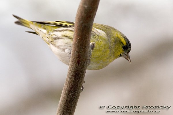 Čížek lesní (Carduelis spinus), Autor: Ondřej Prosický, Model aparátu: Canon EOS 20D, Objektiv: Canon EF 400mm f/5.6 L USM, stativ Gitzo G1227 + kulová hlava G1377M, Ohnisková vzdálenost: 400.00 mm, Režim měření expozice: Vzorek, Clona: 6.30, Doba expozice: 1/200 s, ISO: 400, Vyvážení expozice: 0.00, Blesk: Ano (Sigma EF-500 DG Super, -2/3 EV), Vytvořeno: 26. listopadu 2005 14:25:24, Praha - Troja (ČR)