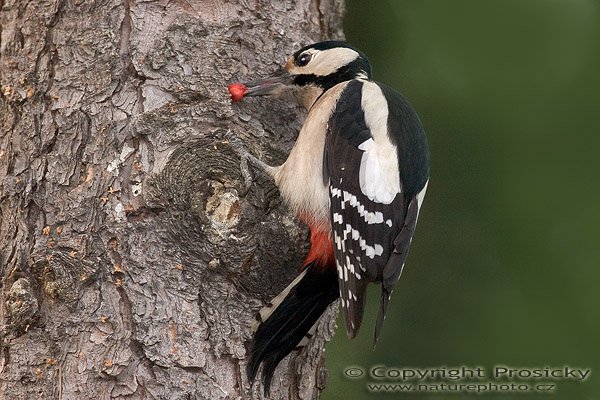 Strakapoud velký (Dendrocopos major), Strakapoud velký (Dendrocopos major), Autor: Ondřej Prosický, Model aparátu: Canon EOS 20D, Objektiv: Canon EF 400mm f/5.6 L USM, stativ Gitzo G1227 + kulová hlava G1377M, Ohnisková vzdálenost: 400.00 mm, Režim měření expozice: Vzorek, Clona: 5.60, Doba expozice: 1/200 s, ISO: 800, Vyvážení expozice: 0.00, Blesk: Ano (Sigma EF-500 DG Super, -2/3 EV), Vytvořeno: 26. listopadu 2005 14:47:44, Praha - Troja (ČR)