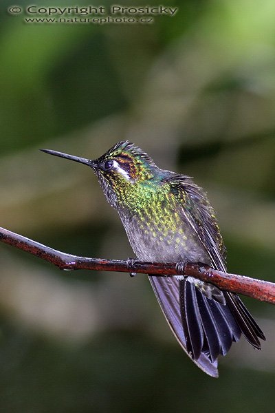 Kolibřík zelenotemenný (Heliodoxa jacula), Kolibřík zelenotemenný (Heliodoxa jacula), Green-crowned Brilliant, Autor: Ondřej Prosický, Model aparátu: Canon EOS 300D DIGITAL, Objektiv: Canon EF 400mm f/5.6 L USM, Ohnisková vzdálenost: 400.00 mm, monopod 681B + 234RC, Clona: 6.30, Doba expozice: 1/200 s, ISO: 200, Vyvážení expozice: 0.00, Blesk: Ano, Vytvořeno: 17. prosince 2004 17:37:55, RBBN Monteverde (Kostarika)