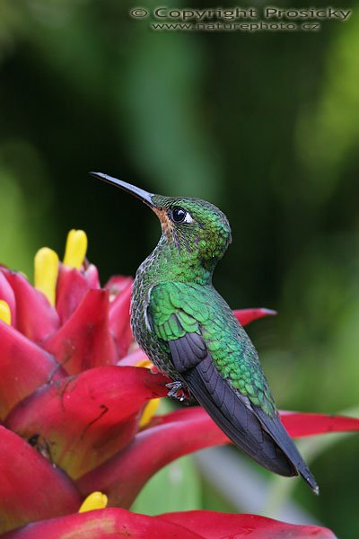 Kolibřík fialovohrdlý (Lampornis calolaema), Kolibřík fialovohrdlý (Lampornis calolaema), Purple-Throated Mountain Gem, Autor: Ondřej Prosický, Model aparátu: Canon EOS 20D, Objektiv: Canon EF 400mm f/5.6 L USM, stativ Gitzo G1227 + kulová hlava G1377M, Režim měření expozice: Vzorek, Clona: 5.60, Doba expozice: 1/10 s, ISO: 400, Vyvážení expozice: -1.00, Blesk: Ne, Vytvořeno: 11. prosince 2005 16:28:17, La Paz Waterfall Garden (Kostarika)