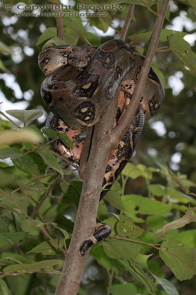 Hroznýš královský (Boa constrictor), Hroznýš královský (Boa constrictor), Autor: Ondřej Prosický, Model aparátu: Canon EOS 20D, Objektiv: Canon EF 100mm f/2.8 Macro USM, fotografováno z ruky, Režim měření expozice: Vzorek, Clona: 5.60, Doba expozice: 1/125 s, ISO: 400, Vyvážení expozice: 0.00, Blesk: Ano, Vytvořeno: 20. prosince 2005 17:10:00, NP Palo Verde (Kostarika)