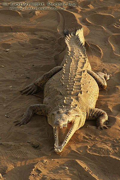 Krokodýl americký (Crocodylus acutus), Krokodýl americký (Crocodylus acutus), American Crocodile, Autor: Ondřej Prosický, Model aparátu: Canon EOS 20D, Objektiv: Canon EF 400mm f/5.6 L USM, stativ Gitzo G1227 + kulová hlava G1377M, Režim měření expozice: Vzorek, Clona: 9.00, Doba expozice: 1/250 s, ISO: 800, Vyvážení expozice: 0.00, Blesk: Ne, Vytvořeno: 19. prosince 2005 17:58:22, Río Tarcoles, NP Carara (Kostarika)