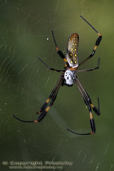 Nephila sp., Autor: Ondřej Prosický, Model aparátu: Canon EOS 20D, Objektiv: Canon EF 100mm f/2.8 MAcro USM, stativ Gitzo G1227 + kulová hlava G1377M, Režim měření expozice: Vzorek, Clona: 5.60, Doba expozice: 1/250 s, ISO: 800, Vyvážení expozice: 0.00, Blesk: Ano, Vytvořeno: 18. prosince 2005 16:50:45, NP Manuel Antonio (Kostarika)