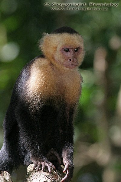 Malpa kapucínská (Cebus capucinus), Malpa kapucínská (Cebus capucinus), White-faced Capuchin, Autor: Ondřej Prosický, Model aparátu: Canon EOS 20D, Objektiv: Canon EF 400mm f/5.6 L USM, stativ Gitzo G1227 + kulová hlava G1377M, Režim měření expozice: Vzorek, Clona: 6.30, Doba expozice: 1/250 s, ISO: 400, Vyvážení expozice: 0.00, Blesk: Ne, Vytvořeno: 18. prosince 2005 14:10:12, NP Manuel Antonio (Kostarika) 