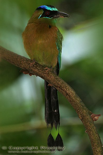 Momot černolící (Momotus momota), Momot černolící (Momotus momota), Blue-crowned Motmot, Autor: Ondřej Prosický, Model aparátu: Canon EOS 20D, Objektiv: Canon EF 400mm f/5.6 L USM, stativ Gitzo G1227 + kulová hlava G1377M, Režim měření expozice: Vzorek, Clona: 7.10, Doba expozice: 1/40 s, ISO: 400, Vyvážení expozice: 0.00, Blesk: Ano, Vytvořeno: 18. prosince 2005 10:48:44, NP Manuel Antonio (Kostarika)