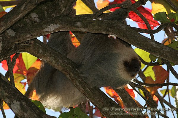 Lenochod krátkokrký (Choloepus hoffmanni), Lenochod krátkokrký (Choloepus hoffmanni), Two-toed Sloth, Autor: Ondřej Prosický, Model aparátu: Canon EOS 20D, Objektiv: Canon EF 400mm f/5.6 L USM, stativ Gitzo G1227 + kulová hlava G1377M, Režim měření expozice: Vzorek, Clona: 6.30, Doba expozice: 1/250 s, ISO: 100, Vyvážení expozice: 0.00, Blesk: Ano, Vytvořeno: 18. prosince 2005 9:38:21, NP Manuel Antonio (Kostarika) 