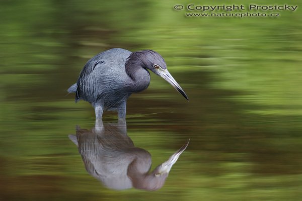 Volavka modrošedá (Egretta caerulea), Volavka modrošedá (Egretta caerulea), Little Blue Heron, Autor: Ondřej Prosický, Model aparátu: Canon EOS 20D, Objektiv: Canon EF 400mm f/5.6 L USM, stativ Gitzo G1227 + kulová hlava G1377M, Režim měření expozice: Vzorek, Clona: 5.60, Doba expozice: 1/200 s, ISO: 100, Vyvážení expozice: -0.33, Blesk: Ano, Vytvořeno: 16. prosince 2005 10:18:03, Río Baru u Dominical (Kostarika) 