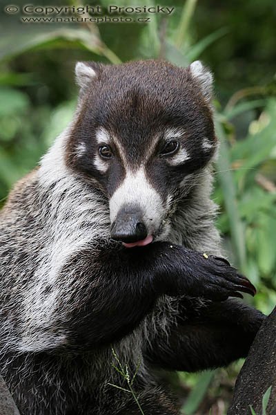 Nosál bělonosý (Nasua narica), Nosál bělonosý (Nasua narica), White-nosed Coati, Autor: Ondřej Prosický, Model aparátu: Canon EOS 20D, Objektiv: Canon EF 100mm f/2.8 Macro USM, fotografováno z ruky, Režim měření expozice: Vzorek, Clona: 5.60, Doba expozice: 1/250 s, ISO: 400, Vyvážení expozice: 0.00, Blesk: Ano, Vytvořeno: 22. prosince 2005 13:48:34, RBBN Monteverde (Kostarika) 