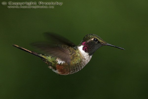 Kolibřík běloskvrnný (Calliphlox bryantae), Kolibřík běloskvrnný (Calliphlox bryantae), Magenta-throated Woodstar, Autor: Ondřej Prosický, Model aparátu: Canon EOS 20D, Objektiv: Canon EF 400mm f/5.6 L USM, stativ Gitzo G1227 + kulová hlava G1377M, Režim měření expozice: Vzorek, Clona: 6.30, Doba expozice: 1/250 s, ISO: 100, Vyvážení expozice: 0.00, Blesk: Ano, Vytvořeno: 22. prosince 2005 14:50:28, La Paz Waterfall Garden (Kostarika) 