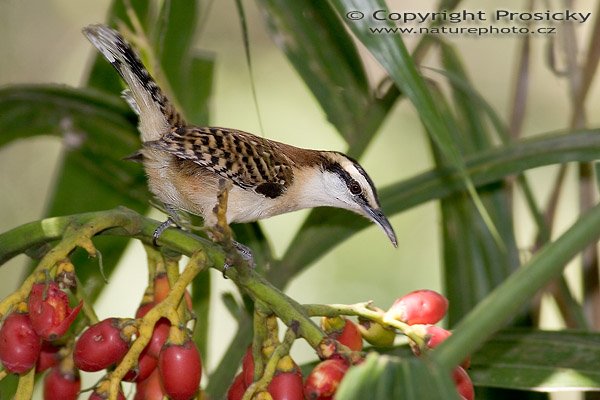 Střízlík rezavohlavý (Campylorhynchus rufinucha), Střízlík rezavohlavý (Campylorhynchus rufinucha), Rufous-naped Wren, Autor: Ondřej Prosický, Model aparátu: Canon EOS 20D, Objektiv: Canon EF 400mm f/5.6 L USM, stativ Gitzo G1227 + kulová hlava G1377M, Režim měření expozice: Vzorek, Clona: 5.60, Doba expozice: 1/250 s, ISO: 400, Vyvážení expozice: 0.00, Blesk: Ano, Vytvořeno: 10. prosince 2005 14:42:37, La Garita, Alajuela (Kostarika)