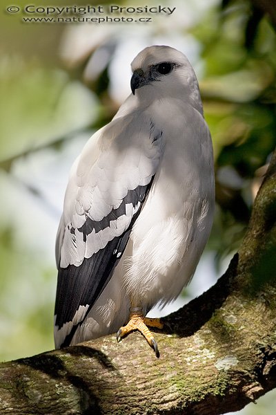 Káně pralesní (Leucopternis albicollis), Káně pralesní (Leucopternis albicollis), White Hawk, Autor: Ondřej Prosický, Model aparátu: Canon EOS 20D, Objektiv: Canon EF 400mm f/5.6 L USM, stativ Gitzo G1227 + kulová hlava G1377M, Režim měření expozice: Vzorek, Clona: 6.30, Doba expozice: 1/200 s, ISO: 100, Vyvážení expozice: -0.67, Blesk: Ano, Vytvořeno: 10. prosince 2005 13:36:41, La Garita, Alajuela (Kostarika)
= Káňovec bílý (Leucopternis albicollis)

