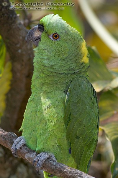 Amazoňan pomoučený (Amazona ochrocephala), Amazoňan pomoučený (Amazona ochrocephala auropalliata), Yallow-naped Parrot, Autor: Ondřej Prosický, Model aparátu: Canon EOS 20D, Objektiv: Canon EF 400mm f/5.6 L USM, stativ Gitzo G1227 + kulová hlava G1377M, Režim měření expozice: Vzorek, Clona: 5.60, Doba expozice: 1/250 s, ISO: 400, Vyvážení expozice: 0.00, Blesk: Ano, Vytvořeno: 10. prosince 2005 15:01:56, ZOO Aves, Alajuela, Kostarika