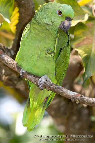 Amazoňan pomoučený (Amazona ochrocephala), Amazoňan pomoučený (Amazona ochrocephala auropalliata), Yallow-naped Parrot, Autor: Ondřej Prosický, Model aparátu: Canon EOS 20D, Objektiv: Canon EF 400mm f/5.6 L USM, stativ Gitzo G1227 + kulová hlava G1377M, Režim měření expozice: Vzorek, Clona: 5.60, Doba expozice: 1/250 s, ISO: 200, Vyvážení expozice: 0.00, Blesk: Ano, Vytvořeno: 10. prosince 2005 15:13:59, ZOO Aves, Alajuela (Kostarika) 