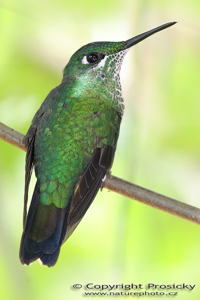 Kolibřík zelenotemenný (Heliodoxa jacula), Kolibřík zelenotemenný (Heliodoxa jacula) Green-crowned Brilliant, samička, Autor: Ondřej Prosický, Model aparátu: Canon EOS 20D, Objektiv: Canon EF 400mm f/5.6 L USM, stativ Gitzo G1227 + kulová hlava G1377M, Režim měření expozice: Vzorek, Clona: 5.60, Doba expozice: 1/200 s, ISO: 400, Vyvážení expozice: 0.00, Blesk: Ano, Vytvořeno: 11. prosince 2005 10:09:21, La Paz Waterfall Garden (Kostarika) 