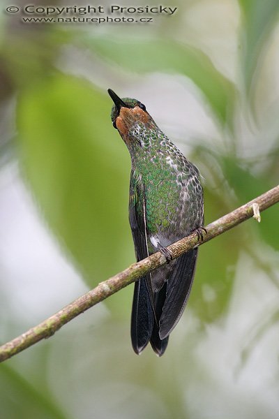 Kolibřík fialovohrdlý (Lampornis calolaema), samička, Kolibřík fialovohrdlý (Lampornis calolaema), Purple-throated Moutain-gem, Autor: Ondřej Prosický, Model aparátu: Canon EOS 20D, Objektiv: Canon EF 400mm f/5.6 L USM, stativ Gitzo G1227 + kulová hlava G1377M, Režim měření expozice: Vzorek, Clona: 5.60, Doba expozice: 1/200 s, ISO: 400, Vyvážení expozice: 0.00, Blesk: Ano, Vytvořeno: 11. prosince 2005 12:01:01, La Paz Waterfall Garden (Kostarika) 