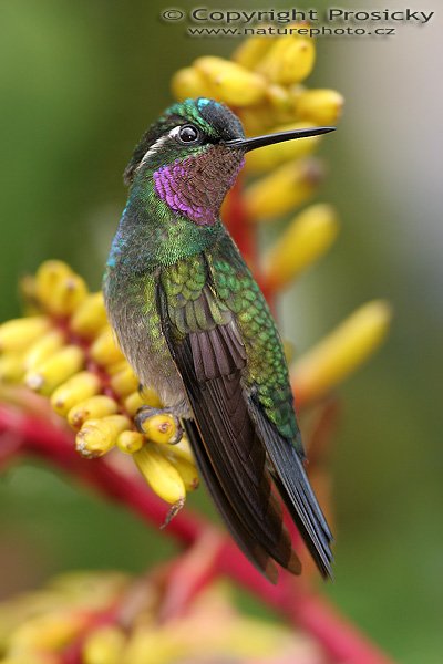 Kolibřík fialovohrdlý (Lampornis calolaema), sameček, Kolibřík fialovohrdlý (Lampornis calolaema), Purple-throated Moutain-gem, Autor: Ondřej Prosický, Model aparátu: Canon EOS 20D, Objektiv: Canon EF 400mm f/5.6 L USM, stativ Gitzo G1227 + kulová hlava G1377M, Režim měření expozice: Vzorek, Clona: 5.60, Doba expozice: 1/200 s, ISO: 400, Vyvážení expozice: 0.00, Blesk: Ano, Vytvořeno: 11. prosince 2005 12:02:24, La Paz Waterfall Garden (Kostarika) 