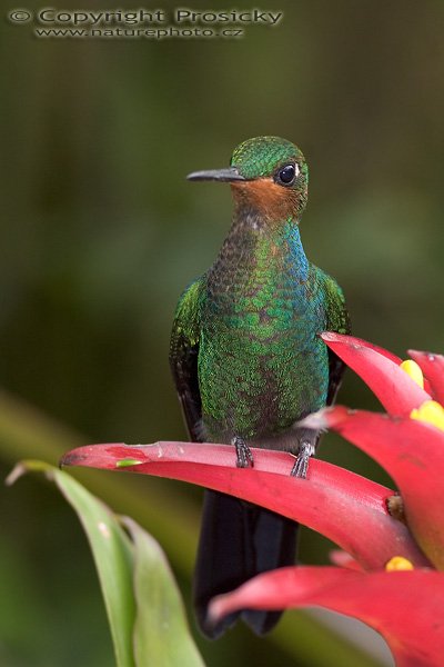 Kolibřík fialovohrdlý (Lampornis calolaema), samička, Kolibřík fialovohrdlý (Lampornis calolaema), Purple-throated Moutain-gem, Autor: Ondřej Prosický, Model aparátu: Canon EOS 20D, Objektiv: Canon EF 400mm f/5.6 L USM, stativ Gitzo G1227 + kulová hlava G1377M, Režim měření expozice: Vzorek, Clona: 5.60, Doba expozice: 1/200 s, ISO: 400, Vyvážení expozice: 0.00, Blesk: Ano, Vytvořeno: 11. prosince 2005 12:25:31, La Paz Waterfall Garden (Kostarika) 