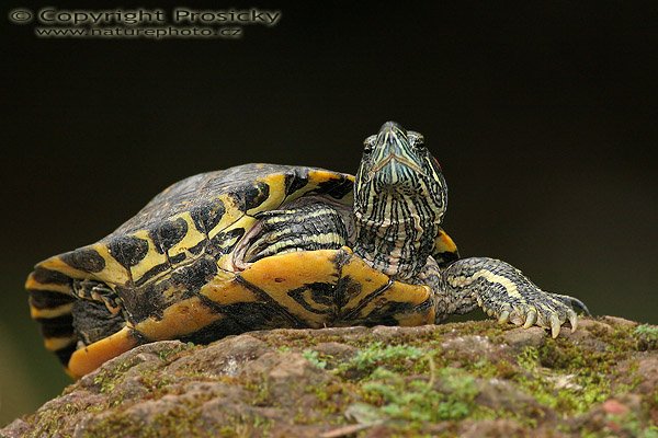 Želva nádherná (Trachemys scriptta), Želva nádherná (Trachemys scriptta), Autor: Ondřej Prosický, Model aparátu: Canon EOS 20D, Objektiv: Canon EF 400mm f/5.6 L USM, stativ Gitzo G1227 + kulová hlava G1377M, Režim měření expozice: Vzorek, Clona: 7.10, Doba expozice: 1/200 s, ISO: 400, Vyvážení expozice: -1/3 EV, Blesk: Ano, Vytvořeno: 10. prosince 2005 12:50:27, ZOO Aves, Alajuela Kostarika