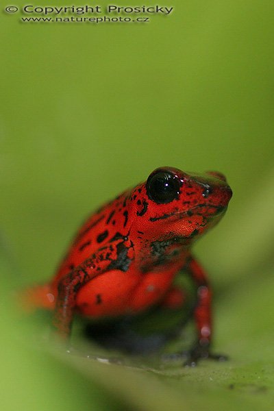 Pralesnička drobná (Dendrobates pumilio), Pralesnička drobná (Dendrobates pumilio), Strawberry poison dart frog(?), Autor: Ondřej Prosický, Model aparátu: Canon EOS 20D, Objektiv: Canon EF 100mm f/2.8 Macro USM, fotografováno z ruky, Režim měření expozice: Vzorek, Clona: 2.80, Doba expozice: 1/160 s, ISO: 800, Vyvážení expozice: -0.33, Blesk: Ano, vestavěný, s rozptilkou, Vytvořeno: 12. prosince 2005 13:40:20, La Paz (Kostarika) 