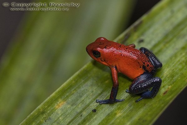 Pralesnička drobná (Dendrobates pumilio), (Dendrobates pumilio), Blue Jeas Dart Frog, Autor: Ondřej Prosický, Model aparátu: Canon EOS 20D, Objektiv: Canon EF 100mm f/2.8 Macro USM, fotografováno z ruky, Režim měření expozice: Vzorek, Clona: 2.80, Doba expozice: 1/160 s, ISO: 800, Vyvážení expozice: -0.33, Blesk: Ano, vestavěný, s rozptilkou, Vytvořeno: 12. prosince 2005 10:45:24, La Paz (Kostarika)