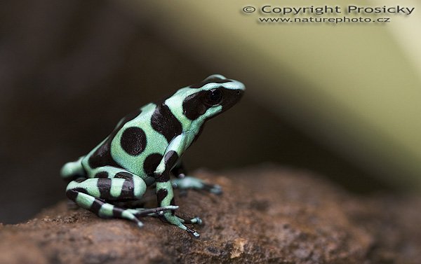 Pralesnička batiková (Dendrobates auratus), Pralesnička batiková (Dendrobates auratus), Black and Green Dart Frog, Autor: Ondřej Prosický, Model aparátu: Canon EOS 20D, Objektiv: Canon EF 100mm f/2.8 Macro USM, fotografováno z ruky, Režim měření expozice: Vzorek, Clona: 2.80, Doba expozice: 1/200 s, ISO: 400, Vyvážení expozice: -0.33, Blesk: Ano, vestavěný, s rozptilkou, Vytvořeno: 12. prosince 2005 10:16:20, La Paz (Kostarika) 