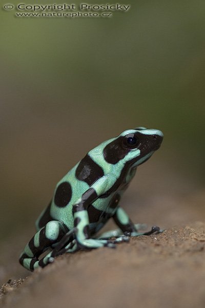 Pralesnička batiková (Dendrobates auratus), Pralesnička batiková (Dendrobates auratus), Black and Green Dart Frog, Autor: Ondřej Prosický, Model aparátu: Canon EOS 20D, Objektiv: Canon EF 100mm f/2.8 Macro USM, fotografováno z ruky, Režim měření expozice: Vzorek, Clona: 2.80, Doba expozice: 1/200 s, ISO: 400, Vyvážení expozice: -0.33, Blesk: Ano, vestavěný, s rozptilkou, Vytvořeno: 12. prosince 2005 10:14:21, La Paz (Kostarika) 